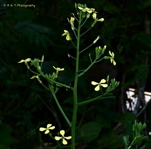 {Raphanus raphanistrum}